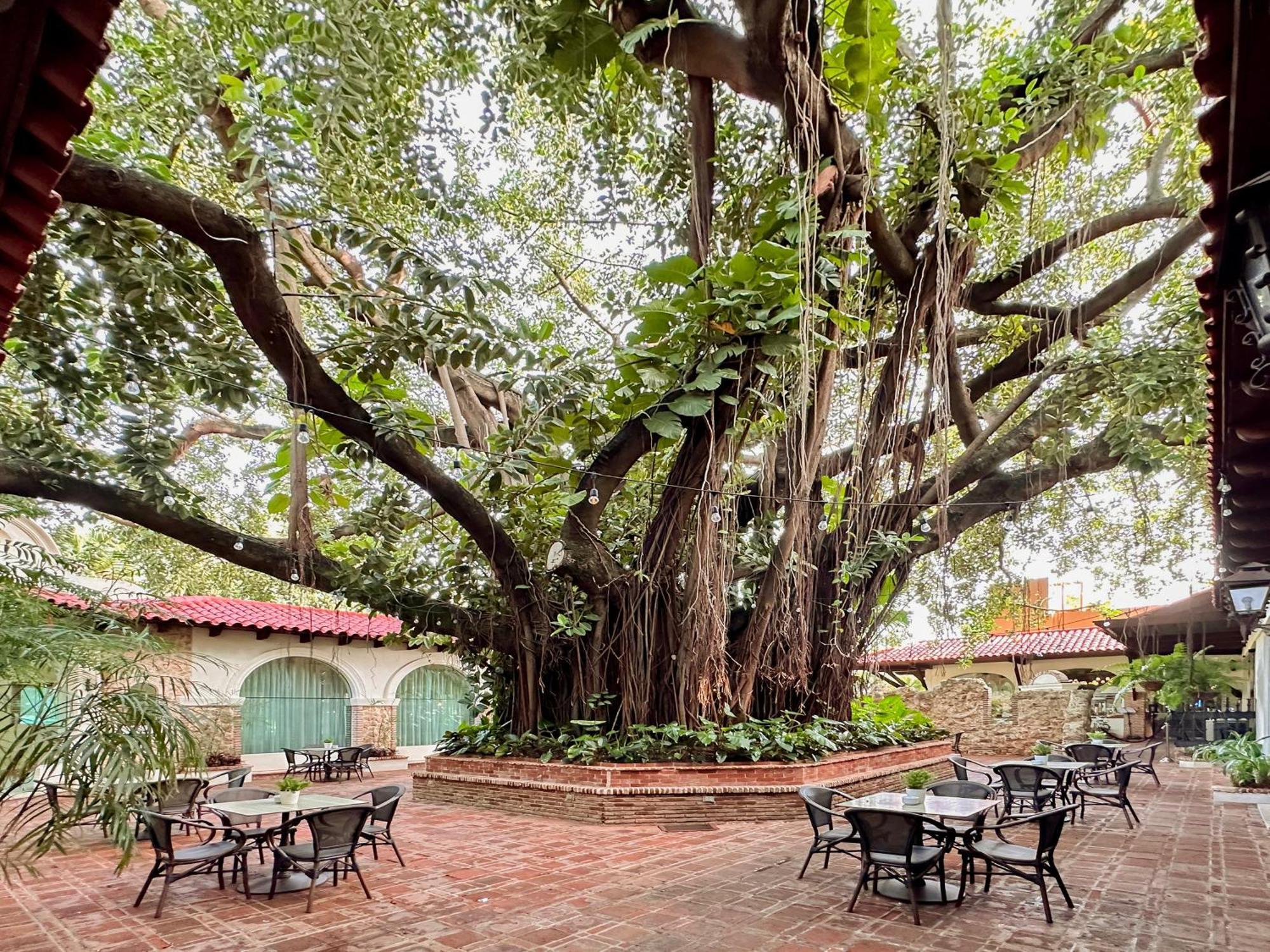 El Embajador, A Royal Hideaway Hotel Santo Domingo Eksteriør bilde The Banyan Tree at the Banyan Resort
